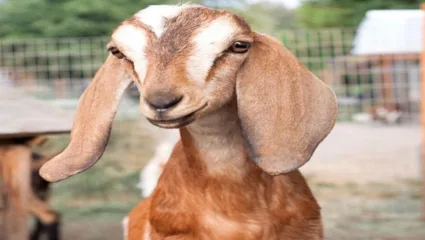 आधी बकऱ्याच्या दिला बळी, नतंर मटणावर मारला ताव; मात्र बकऱ्याच्या डोळ्यामुळे व्यक्तीनं गमवाला जीव