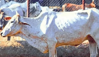 मंगळवेढ्यात लम्पी आजाराने पुन्हा डोकं वर काढलं, ४० गायी बाधित; पशुपालक धास्तावले