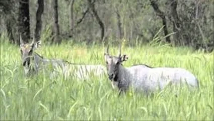 नीलगायीची दुचाकीला जोरदार धडक; एक जण ठार