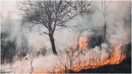 अमेरिकेत हवाईच्या जंगलात अग्नितांडव! आतापर्यंत 53 जणांचा मृत्यू, लोकांना बाहेर काढण्याचं काम सुरू