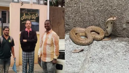 उद्धव ठाकरेंच्या मातोश्री निवासस्थानी 4 फूट लांब कोब्रा सापडला, व्हिडिओ व्हायरलऍ