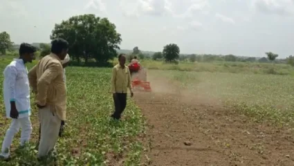 सोलापूरच्या बार्शी तालुक्यातील राळेरास येथील शेतकऱ्यांनी आपल्या शेतातील सोयाबीन पिकावर फिरवला रोटर