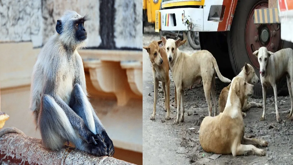 The Smoke Of Crushed Monkeys Hingoli Maharashtra Government Forest Department Aundha Nagnath Hospital Of Wasmat Government Of Maharashtra Forest