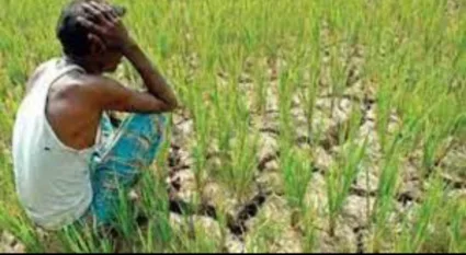आंबेगाव तालुक्यात दुष्काळसदृश्य स्थिती ?; कमी पर्जन्यमानाचा फटका