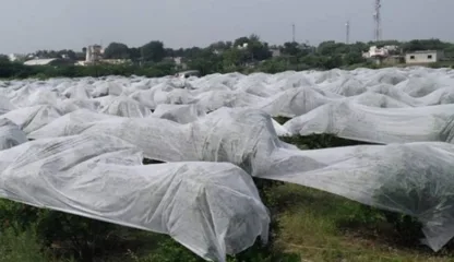 डाळिंब बागा वाचवण्यासाठी कापडाचे आच्छादन; रोगांच्या हल्ल्यापासून बचावासाठी देशी जुगाड