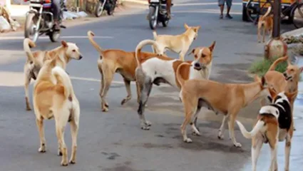 पुणे शहरात १ लाख ७९ हजार ९४० भटकी कुत्री, १६ हजारांहून अधिक जणांना घेतला चावा
