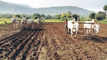 जमिनीत कमी ओलावा, रब्बी हंगाम संकटात; आंबेगाव तालुक्यात पेरणी क्षेत्र घटणार?