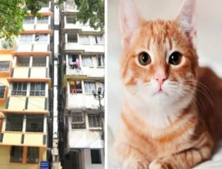 मांजरीला वाचवण्याच्या प्रयत्नात आठव्या मजल्यावरुन खाली पडून महिलेचा मृत्यू, मांजर बचावली!