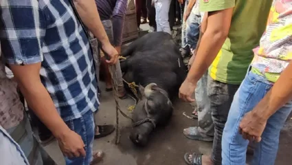 कल्याण पश्चिमेत मोकाट रेड्याचा धुमाकूळ