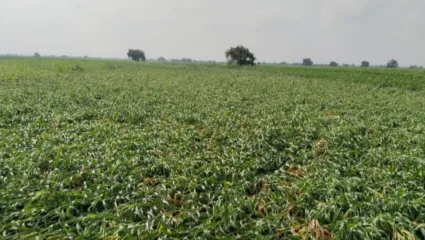 मंगळवेढ्यात अवकाळीने ज्वारी भुईसपाट; पिकांचे नुकसानीचे पंचनामे करण्याची शेतकऱ्यांची मागणी
