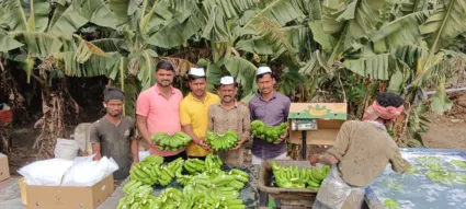 नागापुरची केळी निघाली इराकला! परदेशात चांगला भाव मिळाल्याने शेतकऱ्यांचे समाधान