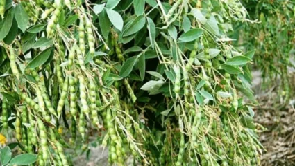 ढगाळ वातावरणामुळे तुरीवर किडीचा प्रादुर्भाव; पाऊस, धुकेही ठरतंय कारणीभूत