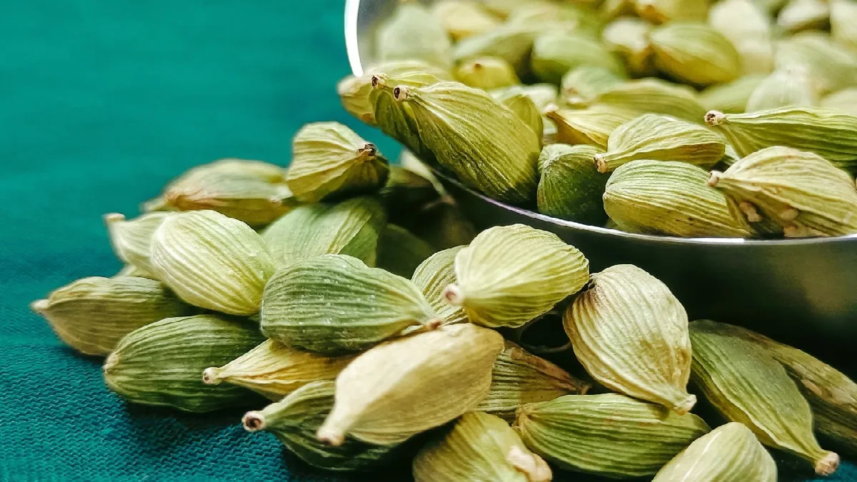 जेवणानंतर तुम्ही सुद्धा वेलची खाताय? जाणून घ्या शरीरावर होणारे परिणाम