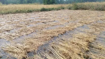 अवकाळीचा ९५५ हेक्टरमधील भात पिकास फटका; ‘इतक्या’ टक्क्यांनी उत्पादनात घट