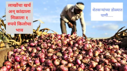 लासलगाव बाजार समितीत कांदा दरात घसरण; सात महिन्यानंतर कांद्याला सर्वात निच्चांकी दर