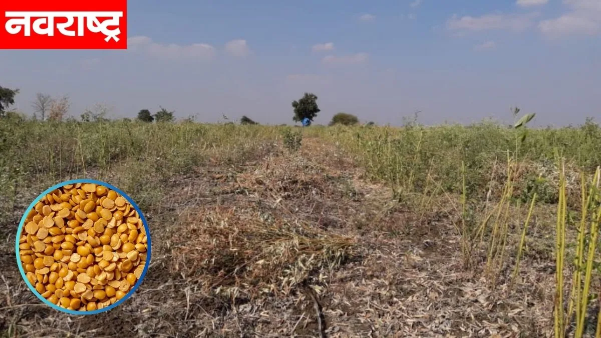 Climate Change Has Adversely Affected The Crop Of Tur Farmers In Hingoli District Nrpm