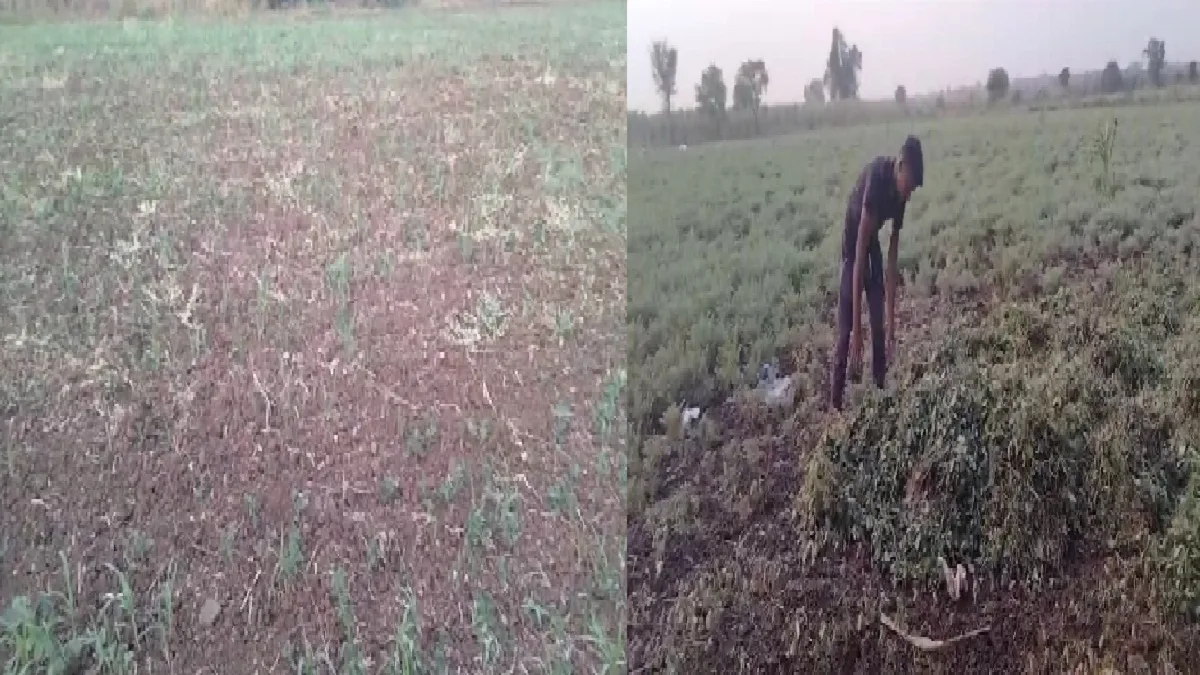 Gram Crop Under Threat Due To Changing Climate Farmer Havaldil Nrdm