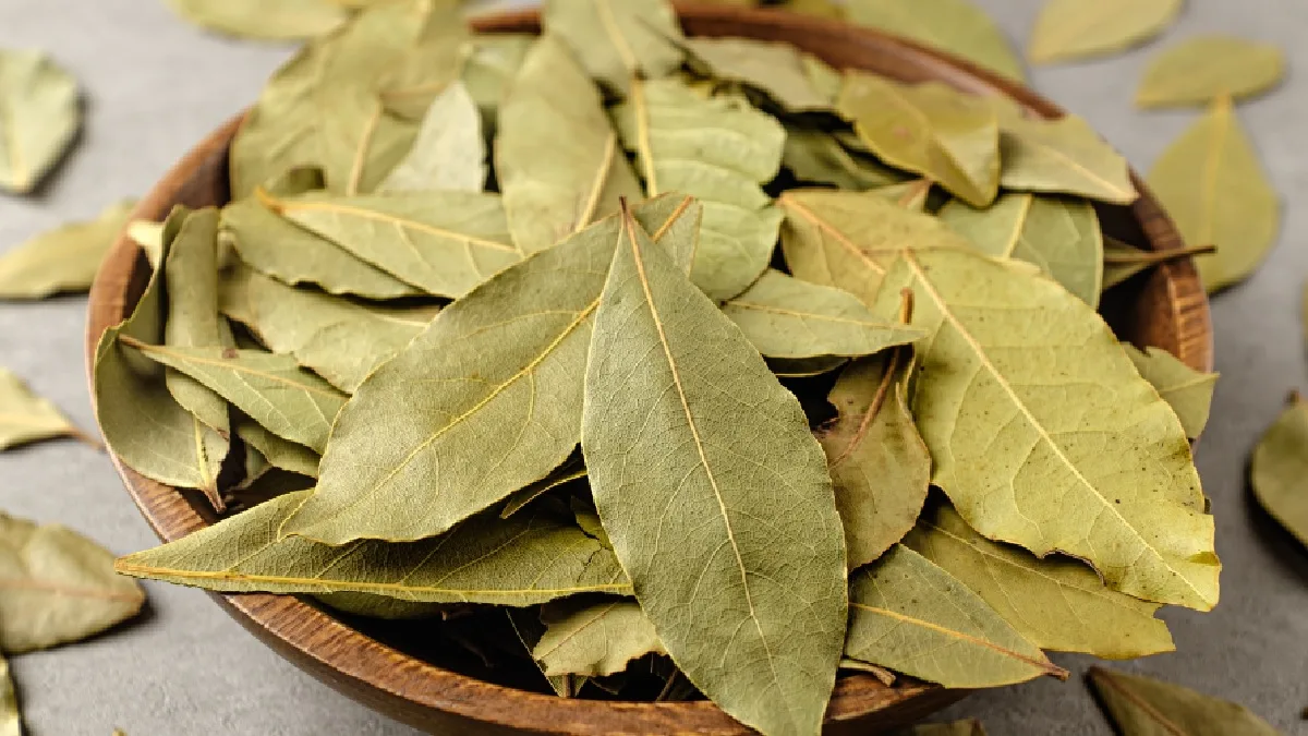 तमालपत्र पाण्यात उकळवा आणि सकाळी प्या, तुम्हाला होतील अनेक आरोग्यदायी फायदे
