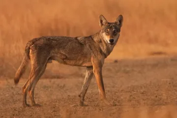 आटपाडीत वन संवर्धन राखीव क्षेत्र घोषित ; लांडगा, तरस, कोल्हा, खोकड यांचे होणार जतन