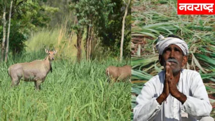 वन्यप्राणी करत आहेत शेतीच्या पिकांचे मोठे नुकसान, शेतकरी हैराण