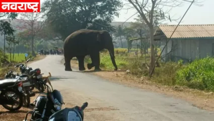 चंदगड भागात टस्कर हत्तीची दहशत; ग्रामस्थ झाले भयभीत