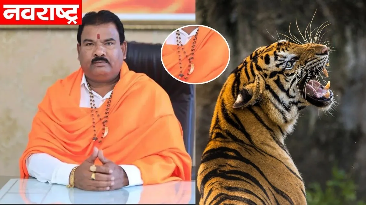 Sanjay Gaikwad Had To Wear A Tigers Tooth On His Neck Action By Forest Department Nrpm