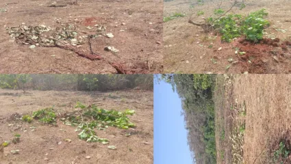 बिबट्याच्या दहशतीखाली वावरणाऱ्या राजापूरवासीयांवर आता गवा रेड्याचे दुहेरी संकट