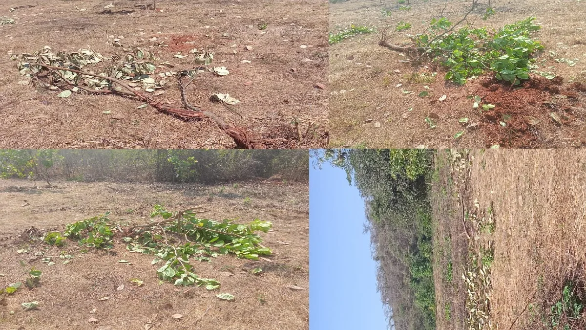 बिबट्याच्या दहशतीखाली वावरणाऱ्या राजापूरवासीयांवर आता गवा रेड्याचे दुहेरी संकट