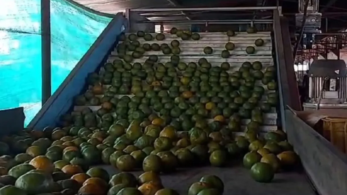 देशातील पहिला डिजिटल संत्रा बाजार; किलोला मिळतोय ‘इतका’ दर?