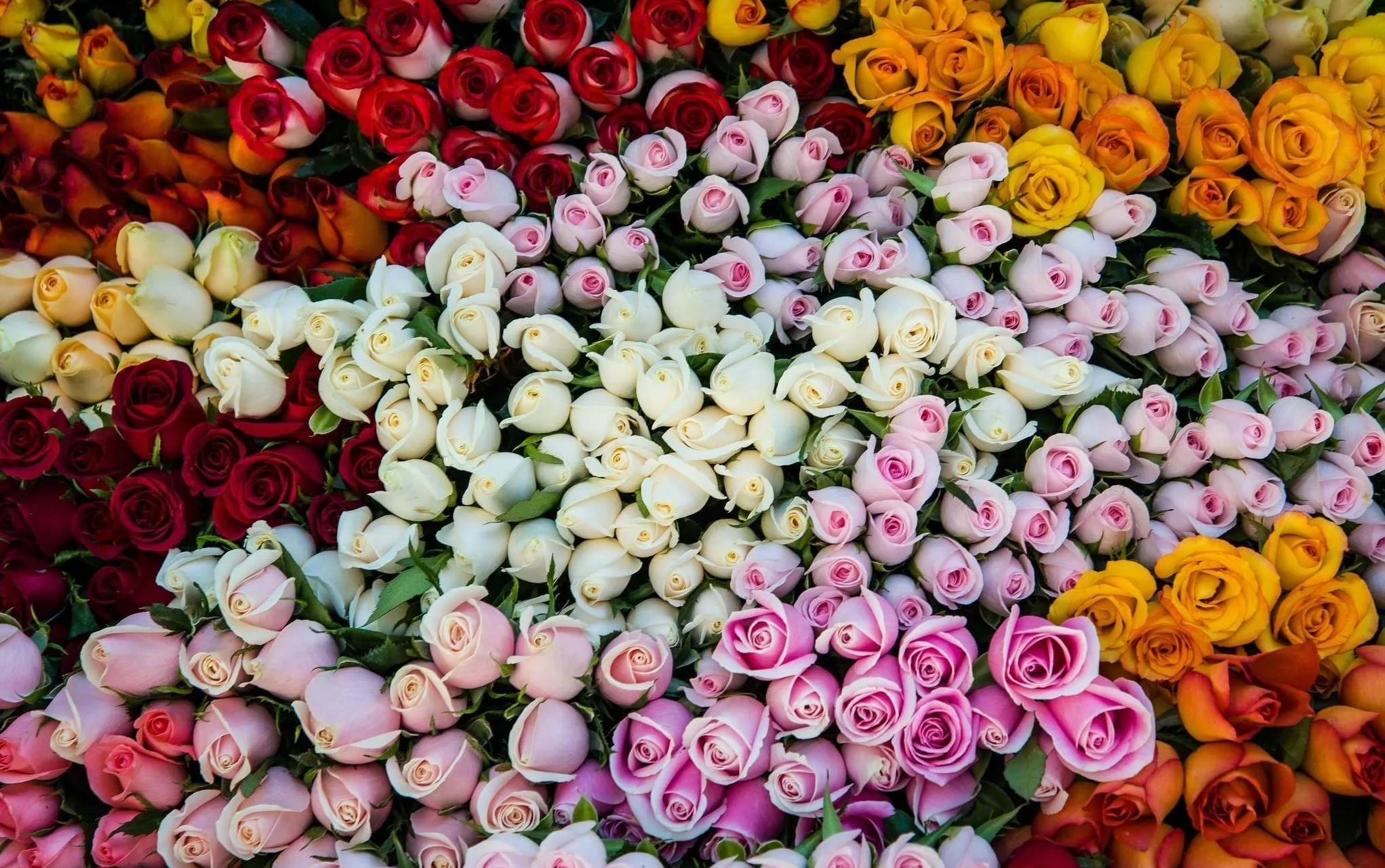 Koow The Importance Of Diiffernt Colours Of Rose Nrps