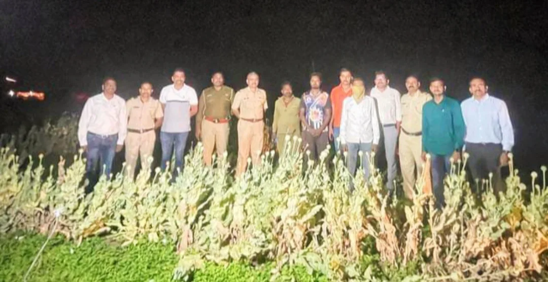 दौंड तालुक्यातील ‘या’ गावात अफूची शेती करणाऱ्याला अटक; यवत पोलीसांनी केली कारवाई