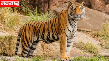 कोल्हापूरच्या जंगलात वाघाची फुटणार डरकाळी; राष्ट्रीय व्याघ्र संरक्षण प्राधिकरण आणि वनविभागातर्फे मोहिम