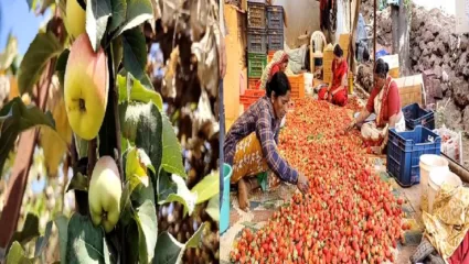 स्ट्रॉबेरीच्या मळ्यात सफरचंदाची बाग; पाचगणीतील शेतकऱ्याचा यशस्वी प्रयोग