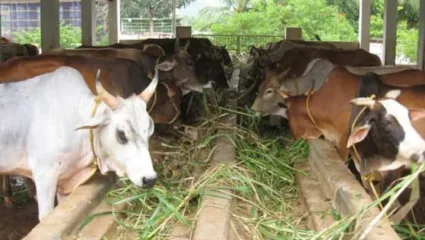 चार्‍याचे भाव वाढल्याने शेतकरी अडचणीत; जनावरे कशी सांभाळायची हा प्रश्न