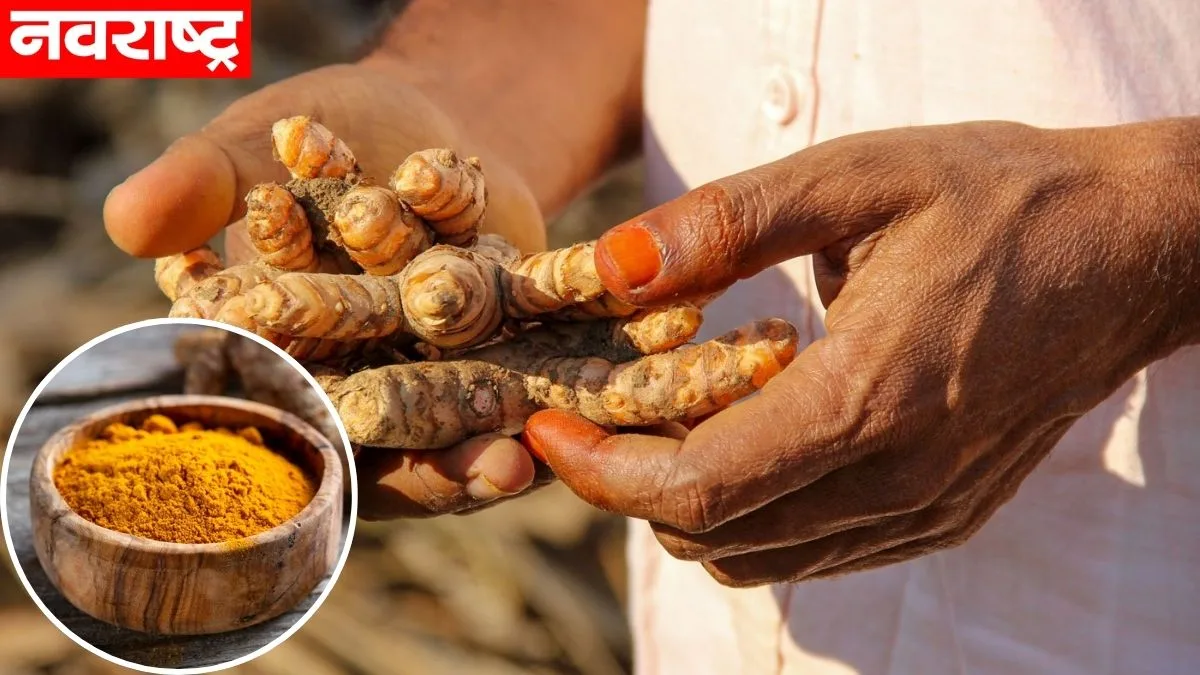 Turmeric Harvest Speed Up In Hingoli Turmeric Production Will Decrease Due To Climate Change Farmers Are Worried Nrpm
