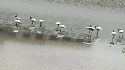 नवी मुंबईत पुन्हा तुकाराम मुंढेंची एंट्री होणार, फ्लेमिंगो मृत्यूची मुंढे चौकशी करणार