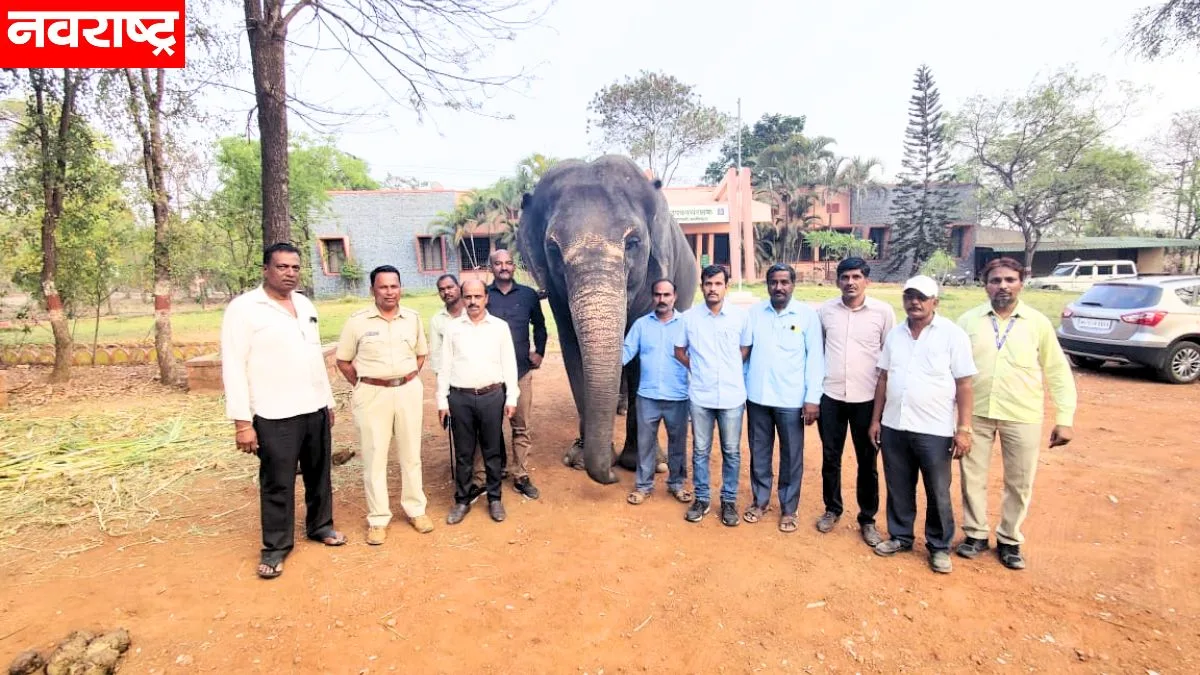 हत्तीची विनापरवाना वाहतूक; शेडबाळच्या संस्थेवर गुन्हा
