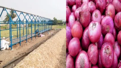 कांदा उत्पादकांची चिंता वाढली; ढगाळ हवामानामुळे शेतकऱ्यांकडून बराकी बांधण्याचे काम सुरू