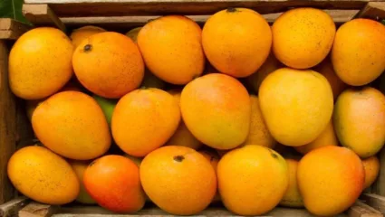 भारतीय डाक विभागाकडून ग्राहकांना मिळणार घरपोच सेंद्रिय हापूस आंबे