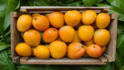 अवकाळी पावसामुळे फळबागांचे नुकसान, बाजारात आंब्यांची अवाक घटली