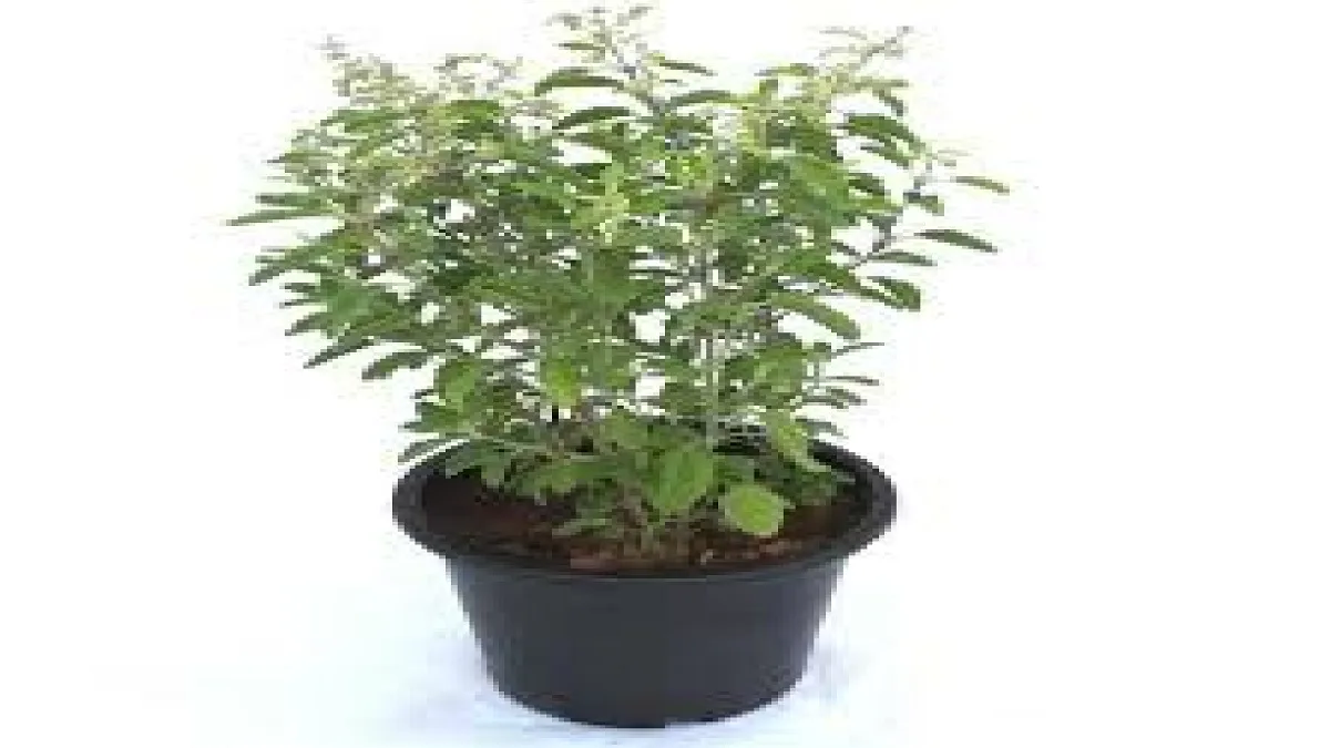 What Care Should Be Taken While Planting Tulsi Plant