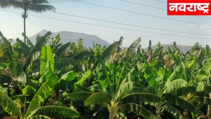 कडक उन्हाचा शेतीला देखील फटका; तीव्र झळांमुळे केळी बागा होरपळल्या, शेतकरी चिंतेत