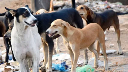 पनवेलमध्ये कुत्र्यांची दहशत झाली कमी, नागरिकांनी सोडला सुटकेचा श्वास