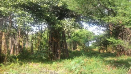 या झाडांच्या पूजेने मिळेल ग्रह दोषांपासून मुक्ती, नशीब पूर्ण साथ देईल, सर्व समस्या दूर होतील!