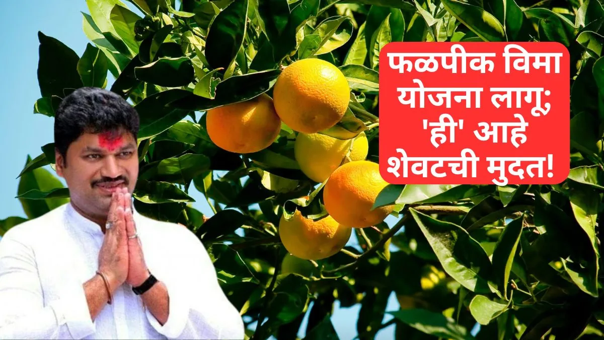 शेतकऱ्यांसाठी गुडन्यूज; चालू हंगामासाठी फळपीक विमा योजना लागू; ‘ही’ आहे शेवटची मुदत!
