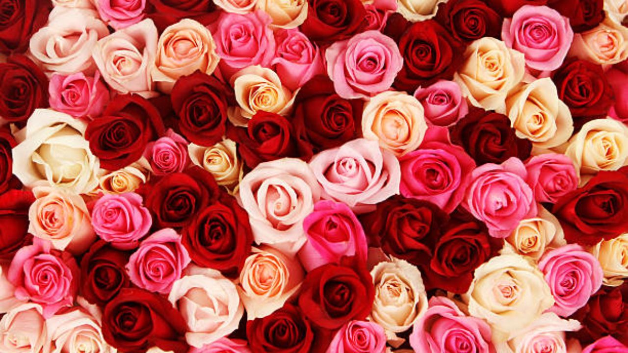 गुलाबाच्या पाकळ्या चवीला तुरट असतात. पण त्याच्यामुळे केसांनादेखील फायदे होतात. यामुळे टाळूवरील कोंडा, घाण स्वच्छ होऊन केस स्वच्छ होतात. केस हायड्रेट राहण्यास मदत होते.