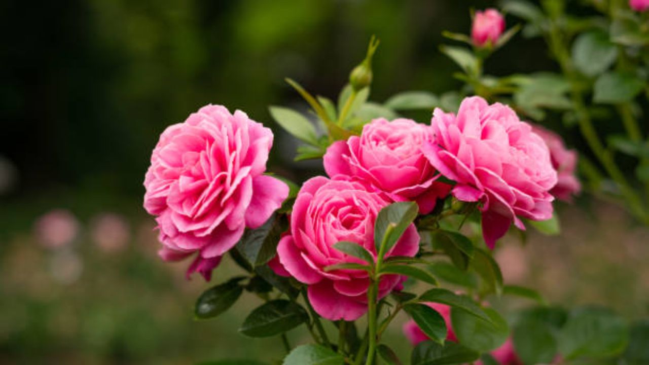 शारीरिक आणि मानसिक आरोग्य सुधारण्यासाठी गुलाबाच्या पाकळ्यांचा वापर केला जातो. चिंता , नैराश्य, निद्रानाश, चक्कर येणे, पोटदुखी, मासिक पाळी येणे, पीएमएस, त्वचेवर पुरळ उठणे किंवा लालसरपणा इत्यादी अनेक समस्या दूर होतात.