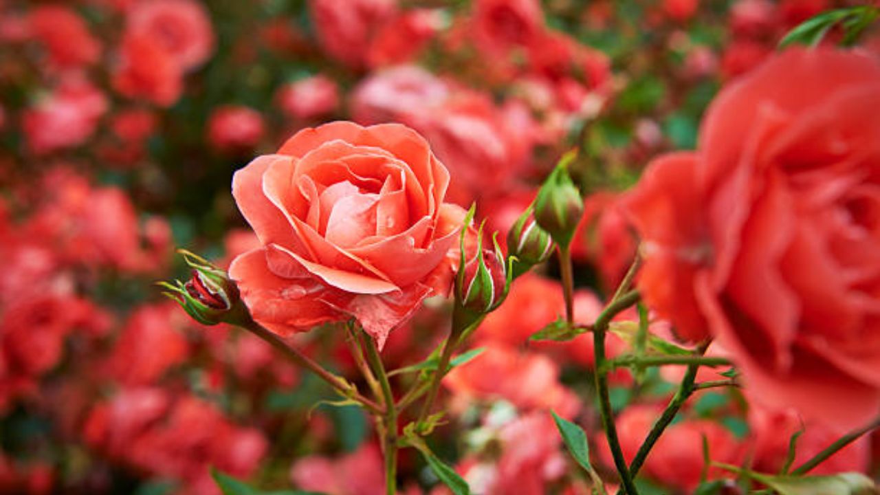 त्वचेच्या आरोग्यासाठी गुलाबाच्या पाकळ्या नैसर्गिक क्लींजर म्हणून काम करतात. कच्च्या दुधात गुलाबाच्या पाकळ्या मिक्स करून लावल्याने त्वचेचा रंग आणि त्वचेवरील डाग निघून जाण्यास मदत होते.