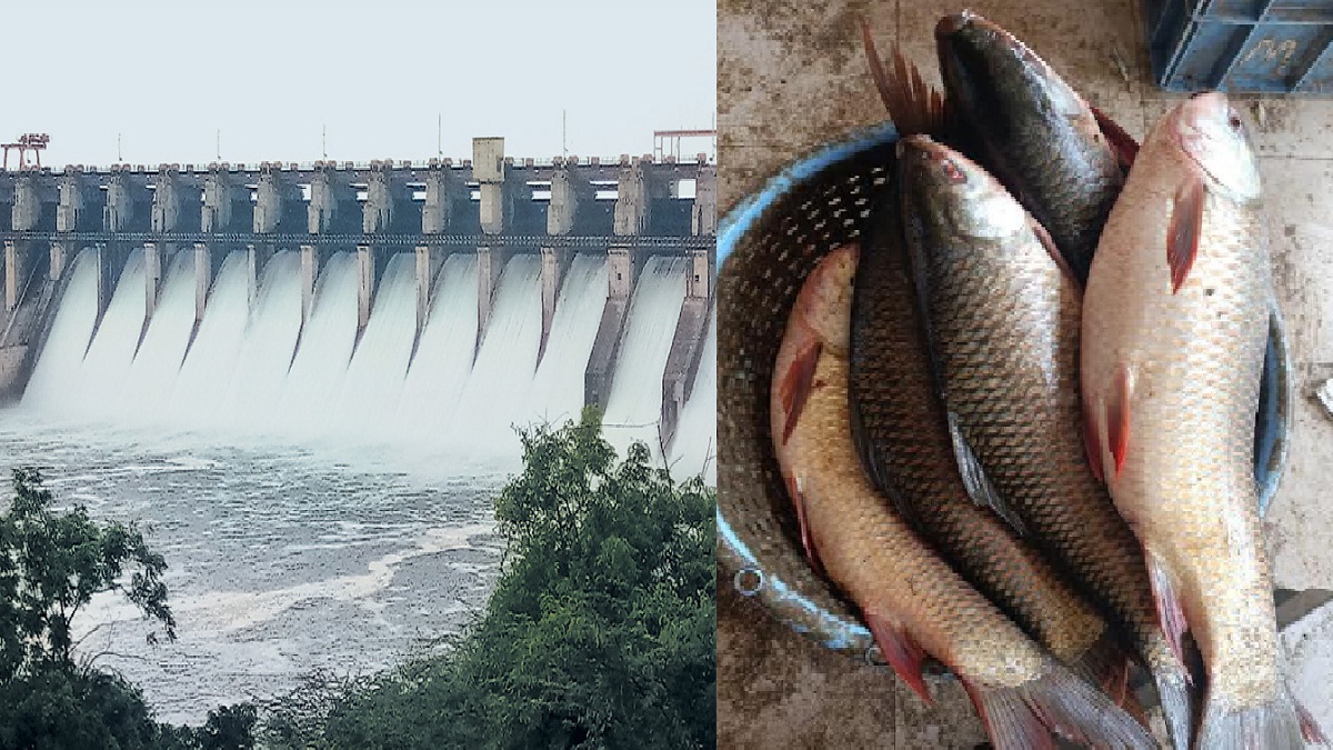 इंदापुरच्या बाजारात मासळीची आवक वाढली; धरणातील पाणीपातळी वाढल्याने मच्छीमाऱ्यांमध्ये समाधान