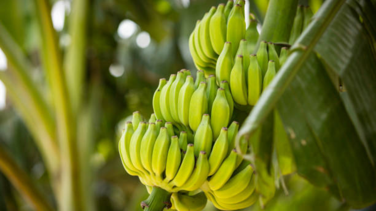 banana